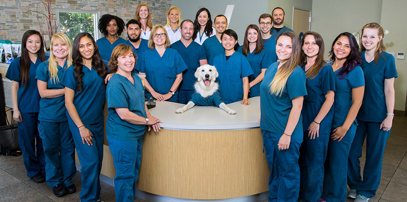 vca hollywood animal hospital